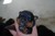 Offspring H